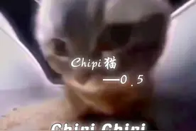 #chipi猫咪是什么梗视频封面