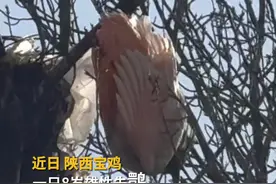 朱鹮可是象征爱情的“吉祥鸟”哦～这份“爱的救援”，比任何礼物都浪漫！💕   #情人节特别救援 #消防员的浪漫 #朱鹮 #爱的守护 #抖音热榜视频封面