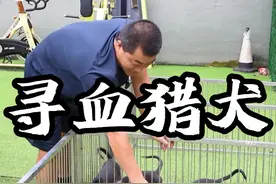 嗅觉之王，寻血猎犬，追踪利器#寻血猎犬 #狗与队长 #追踪搜救犬 #科学养宠攻略 #搜救犬视频封面