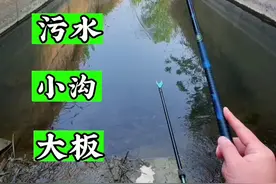 你们敢相信吗 臭水沟里竟然藏了这么多大板鲫#中逵未来钓竿 #老坛甜薯 #野钓#钓鱼 #钓鱼人视频封面