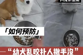 沉浸式|教狗狗吃饭等待 #新手养狗 #柯基 #养宠作业帮 #狗狗吃饭口令视频封面