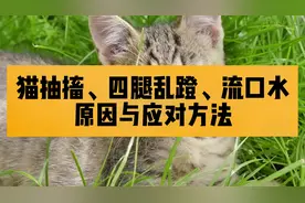 猫咪突然出现抽搐，四腿乱蹬流口水的情况，原因与应对方法大讲解视频封面