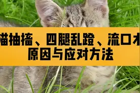 猫咪突然出现抽搐，四腿乱蹬流口水的情况，原因与应对方法大讲解