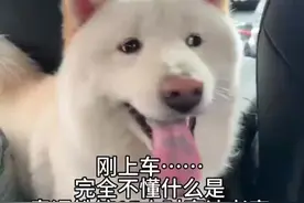 女子带狗子开车1800公里回老家 狗子画风逐渐不对……视频封面