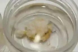 太岁，见过吗？#微观世界 #显微镜 #微生物 #趣味科普 #太岁视频封面