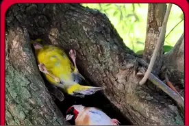 小哥在野外发现许多喜欢躺平的奇怪小鸟 #神奇动物在抖音 #奇妙的动物 #内容启发搜索 #灵性动物 #买房