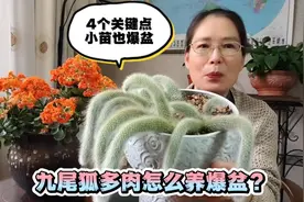 九尾狐多肉怎么养爆盆？记住4个关键因素，小苗也能长爆盆