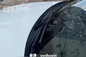 云南街头孔雀随处可见 网友：不愧是动植物王国#旅行推荐官 #云南旅游 #万万没想到 #2023年云南昆明网络文化节 （来源:@yushuxin ）视频封面