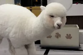 #神奇动物在抖音 #羊驼 #萌宠成精了 刘大夫三天不让吃胡萝卜😂@抖音短视频视频封面