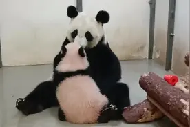 娘俩又在交换唾液了，这样可以增强幼崽抵抗力哟