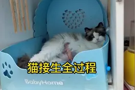 接生布偶宝宝全过程，不懂得朋友可以看看，照着做。