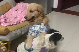到底谁尿的#狗狗 #金毛视频封面
