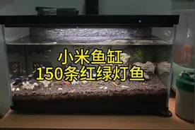 小米鱼缸的极限在哪里 150条红绿灯鱼的群游效果太绝了 #观赏鱼