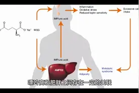 嘌呤高和肥胖有啥关联#关注我每天坚持分享知识视频封面