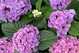 #妖精之吻绣球花  广东绣球推荐视频封面