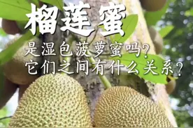 榴莲蜜是不是湿包菠萝蜜？ 榴莲蜜和菠萝蜜的关系以及它为啥能卖那么贵？#植物科普 #菠萝蜜 #榴莲蜜#湿包菠萝蜜视频封面