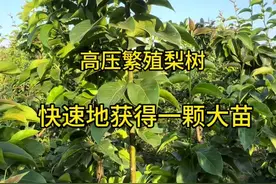 高压繁殖梨树苗 怎么样快速地繁殖一颗大的果树苗？一分钟教会你用高压繁殖繁殖各种果树苗木#三农 #果树种植#高压生根 #2024新农人计划 #园艺