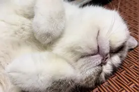 猫咪催眠呼噜原声，调大音量享用#加菲猫视频封面