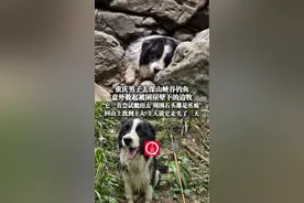 4月22日（采访时间），#重庆男子去深山峡谷钓鱼意外救起被困崖壁下的边牧，“它一直尝试爬出去，周围石头都是爪痕"，回山上找到主人，主人说它走失了三天#重庆钓鱼佬意外救起被困崖壁下的边牧视频封面