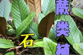常见9种蕨类植物之本草第5集，下集裸子植物#乡村英才计划#植物科普 #三农流量扶持计划 #抖音二创激励计划 @抖音短视频 @抖音创作者中心 @抖音视频封面