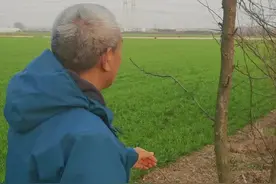 皂角刺  每天认识一种中药材，今天认识一下皂角刺，皂角视频封面