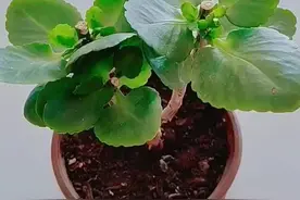 6月以后养长寿花，特别注意这几点#喜欢养花交流养花绝招