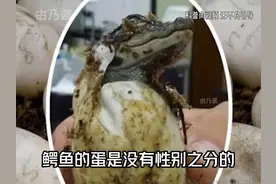 禁止废话：鳄鱼蛋没有性别之分？涨知识了#知识 #知识分享
