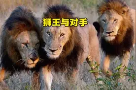 三头雄狮组成联盟开疆拓土，顷刻之间击败狮王夺得领地视频封面