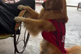 摆摆也懂得享受，真是狗精儿#金毛 #狗狗视频封面