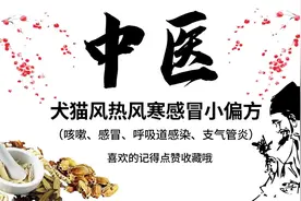 犬猫感冒中医偏方，风热感冒优选清热解毒、止咳化痰的中成药。