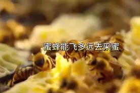 蜜蜂能飞多远去采蜜#养蜂技术分享 #蜜蜂 #科普一下 #野生蜂蜜视频封面