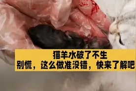 养猫经验分享，猫羊水破了，不生孩子，别慌，这么做准没错视频封面