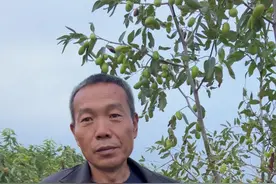 枣树疯枣病怎么治理#新农人计划2023 #抖音中秋好礼季 #关注我每天为你分享更多农业知识 #枣树管理 #上热门🔥