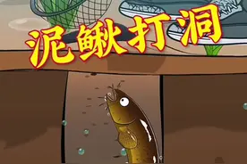 泥鳅水稻套养，泥鳅打洞不好捉怎么办？ #抖音知识年终大赏 #神奇动物在抖音 #奇妙的动物 #奇妙知识在抖音 #科普