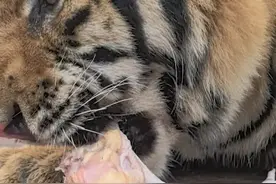 东北虎幼崽有多可爱！#野生动物零距离 #东北虎 #动物世界视频封面