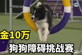 到底谁才是速度之王，你绝对没见过得狗狗挑战赛#敏捷犬运动视频封面