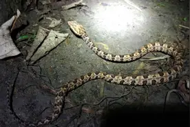 广东周边较为常见的毒蛇~原矛头蝮毒蛇，血循毒视频封面