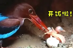 翠鸟妈妈很耐心，知道给刚出壳的雏鸟投喂小点的蜥蜴