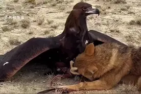 金雕捕杀猖狂的野狼！ #纪录片