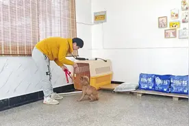 #泰迪 #小型犬 大部分都被主人宠上天了