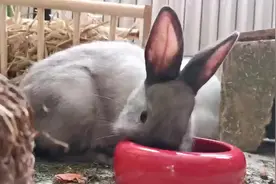 2024年属兔人佩戴什么首饰好视频封面