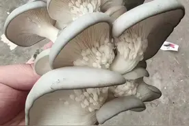 蘑菇长了小疙瘩，还能吃吗？蘑菇根部长了白毛，还能吃吗？#食用菌 #蘑菇 #口蘑 #赤松茸 #大球盖菇