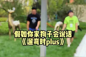 柴犬：揪吧，就是不服#假如狗狗会说话视频封面