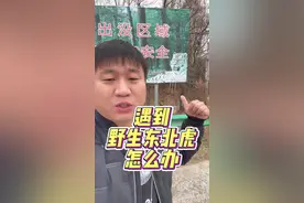 野生老虎频繁下山，如果遇到该怎么办？#遇到老虎该怎么办 #野生东北虎 #下山虎视频封面