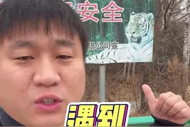 野生老虎频繁下山，如果遇到该怎么办？#遇到老虎该怎么办 #野生东北虎 #下山虎视频封面