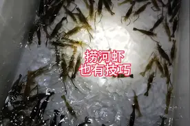 分享一些抄网抓河虾的小技巧 #逮鱼摸虾 #真实户外 #农村生活