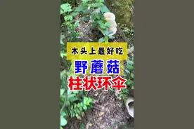 木头上长的，最好吃的野蘑菇——柱状环伞 #采蘑菇 #野生菌 #茶树菇