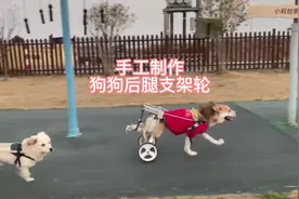 小伙利用铝合金为后腿瘫痪的狗狗量身打造支架轮，奔跑起来飞快！视频封面