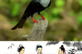 黑短脚鹎，红嘴白头黑身子，叫声像猫叫 黑短脚鹎是鹎科短脚鹎属鸟类，羽色有两种色型，一种通体黑色，另一种头、颈白色，其余通体黑色#黑短脚鹎 #黑短脚鹎叫声 #鸟类科普视频封面