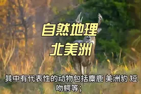 北美洲#知识分享 #地理科普 #北美洲视频封面